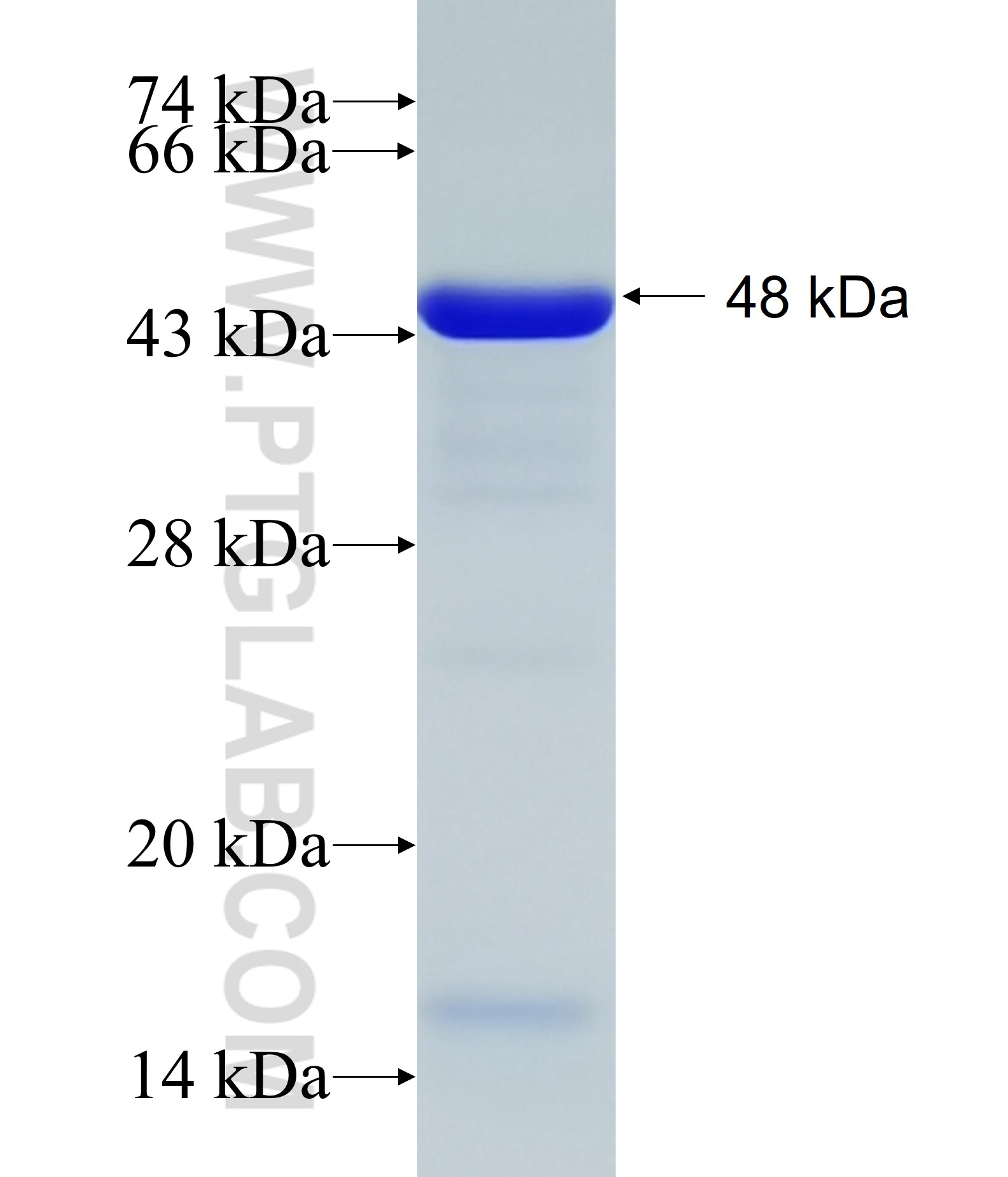 HOMER1 fusion protein Ag21302 SDS-PAGE