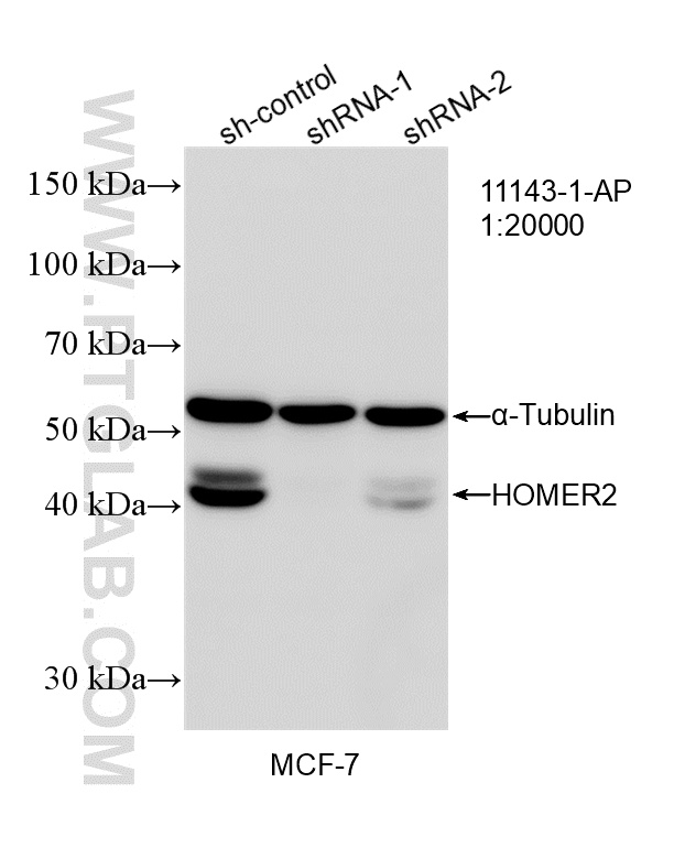 WB analysis of MCF-7 using 11143-1-AP