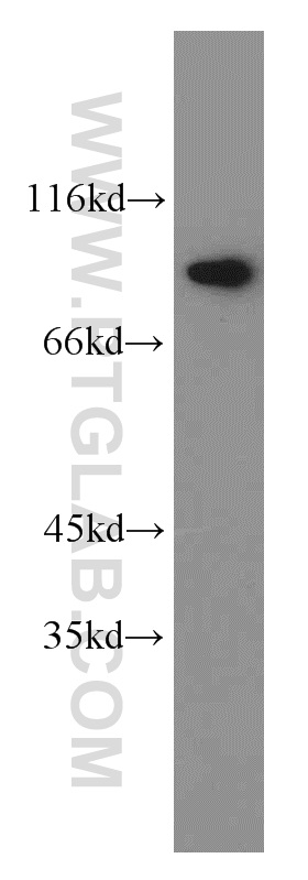 WB analysis of HEK-293 using 10871-1-AP