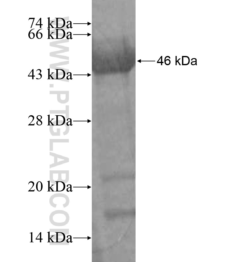 HOOK2 fusion protein Ag17417 SDS-PAGE HOOK2 fusion protein Ag17417 SDS-PAGE