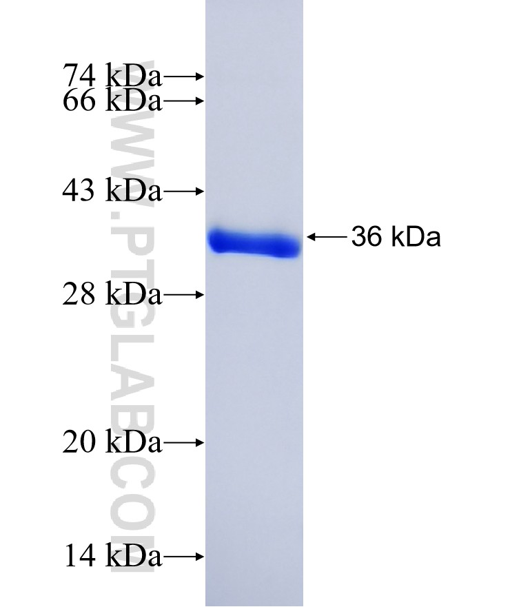 HOPX fusion protein Ag1979 SDS-PAGE