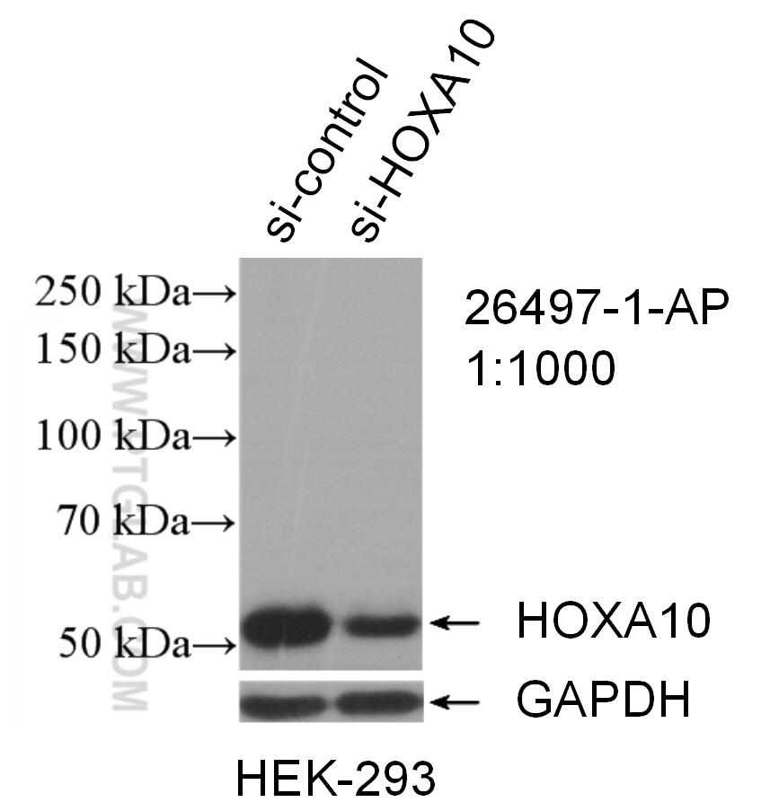 WB analysis of HEK-293 using 26497-1-AP