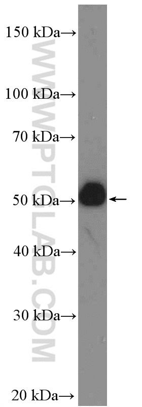 WB analysis of HEK-293 using 26497-1-AP