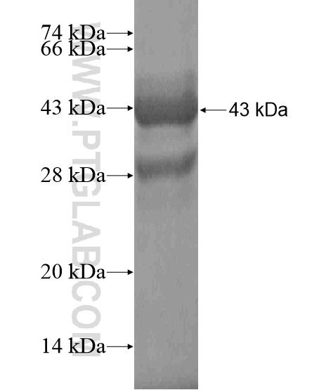 HOXA2 fusion protein Ag19224 SDS-PAGE