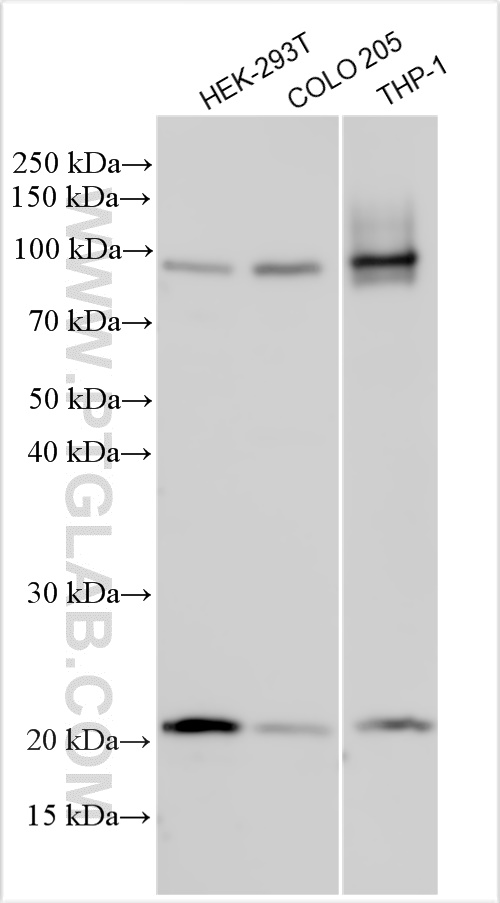 WB analysis using 22931-1-AP