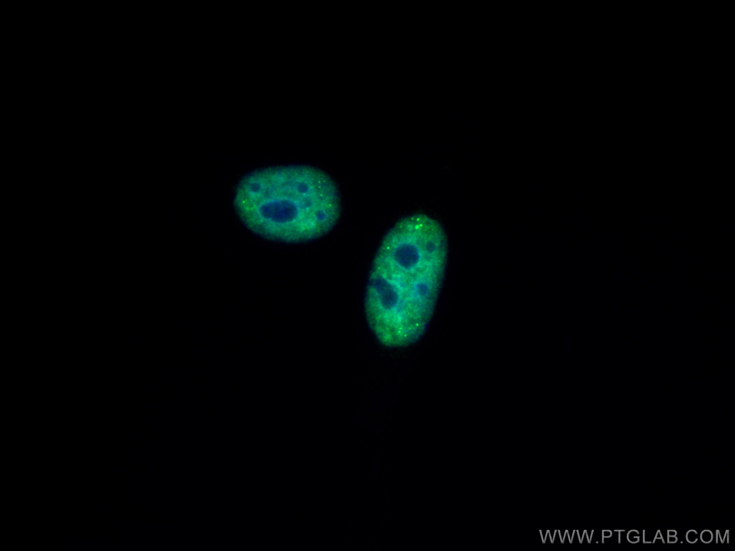 IF Staining of HepG2 using CL488-67112