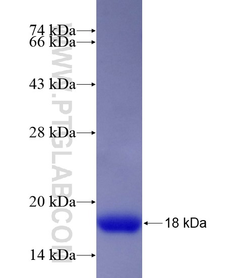 HOXA7 fusion protein Ag19025 SDS-PAGE
