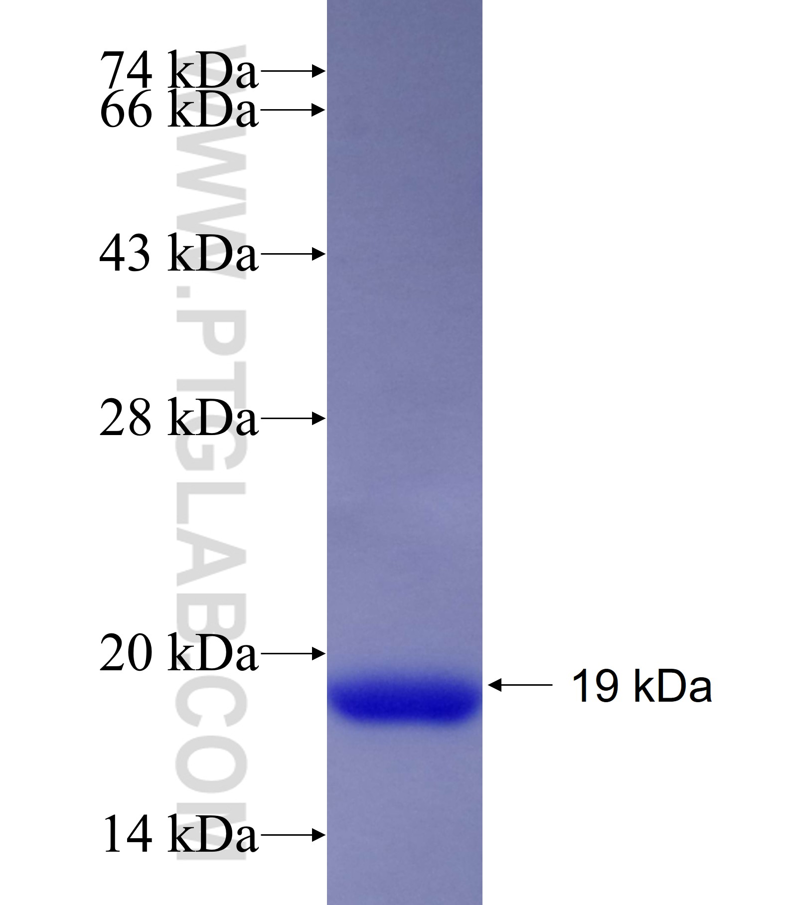 HOXA7 fusion protein Ag19025 SDS-PAGE