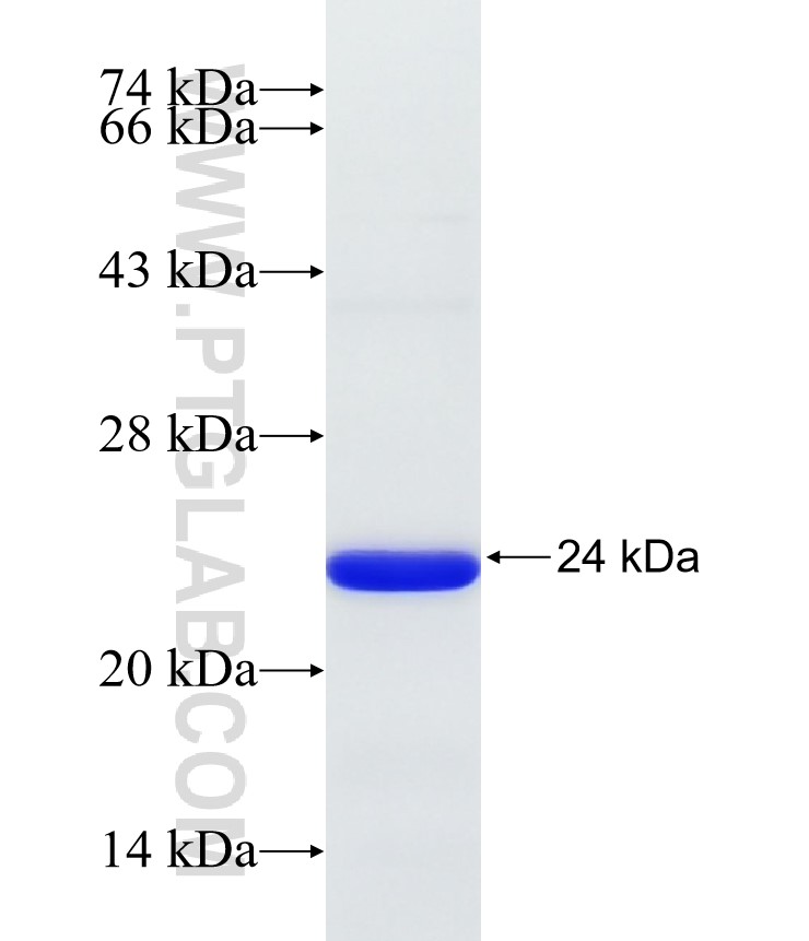 HOXA9 fusion protein Ag32326 SDS-PAGE