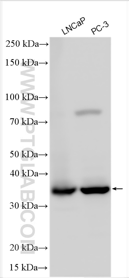 WB analysis using 26384-1-AP