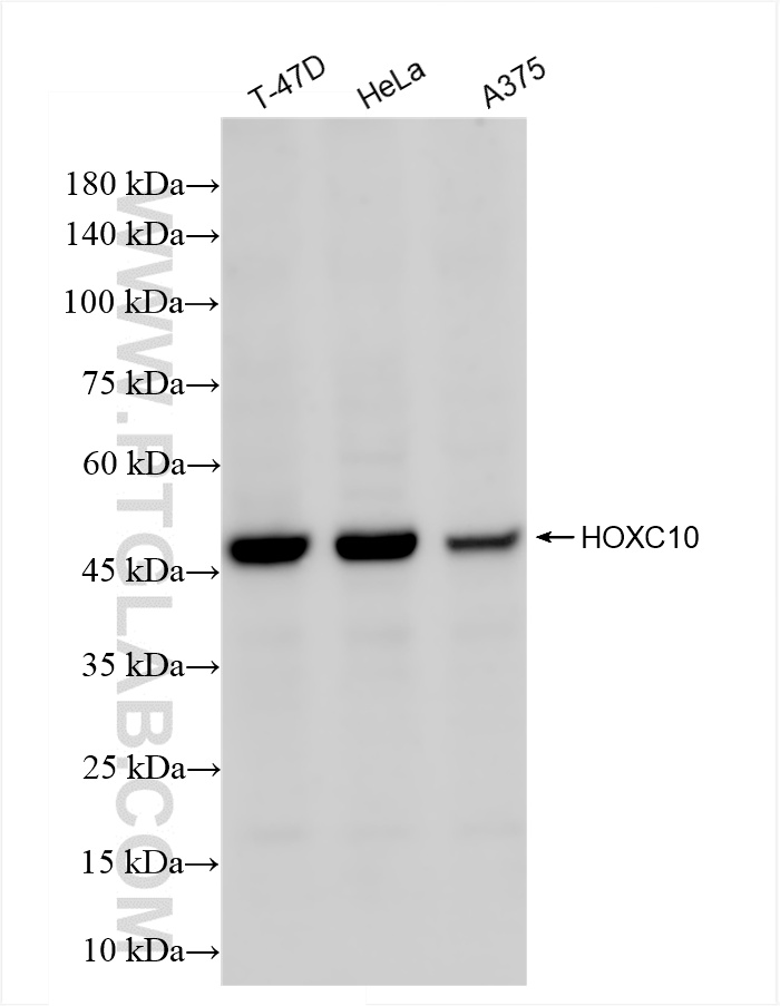WB analysis using 86219-3-RR