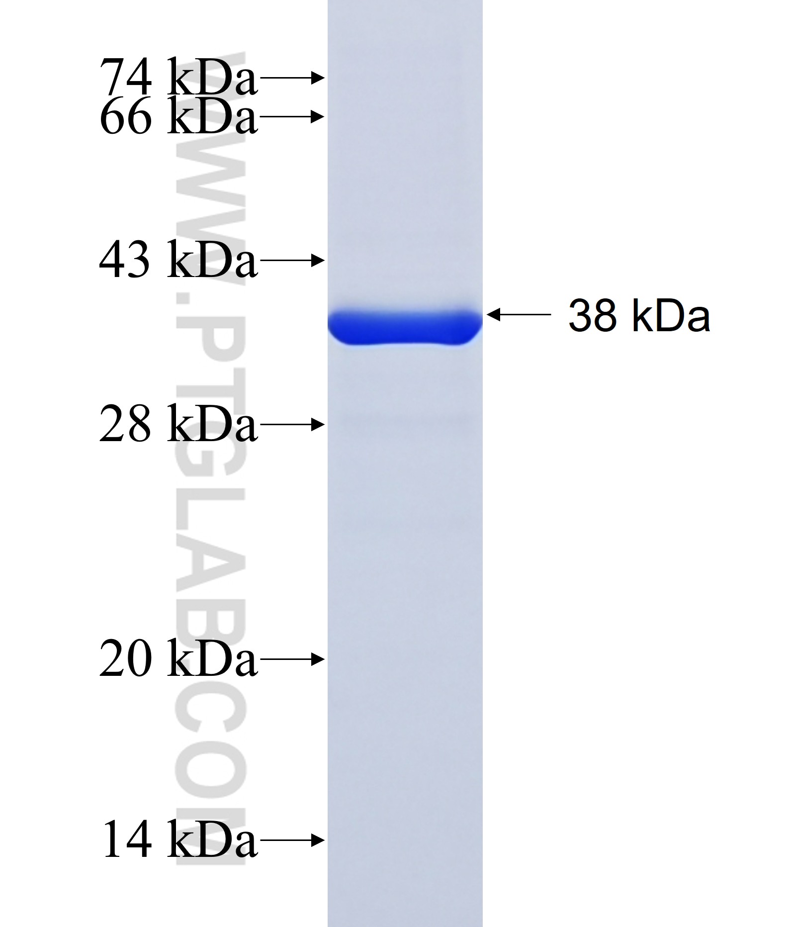 HOXC11 fusion protein Ag40578 SDS-PAGE