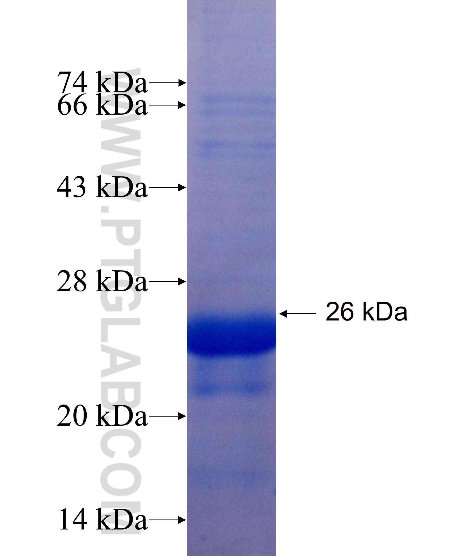 HOXC13 fusion protein Ag25557 SDS-PAGE
