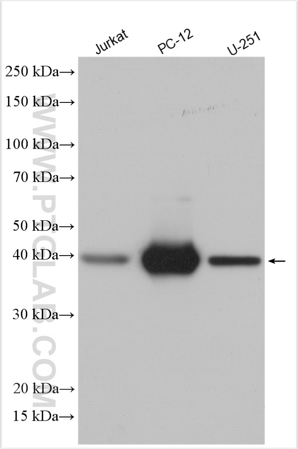 WB analysis using 14321-1-AP