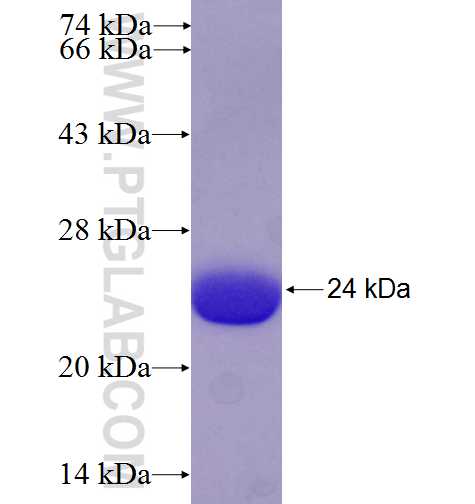 HOXD10 fusion protein Ag24680 SDS-PAGE