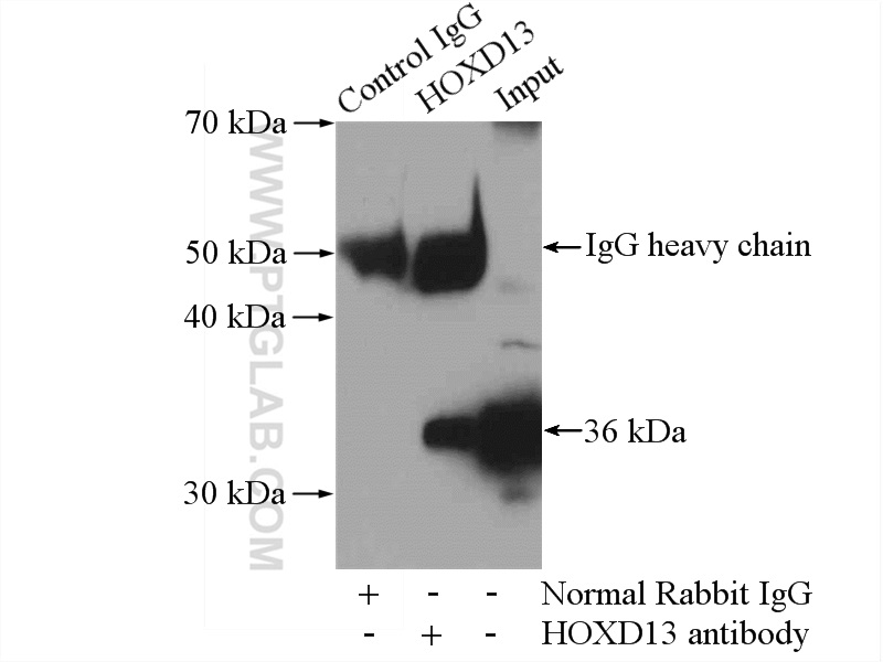 IP experiment of A549 using 18736-1-AP