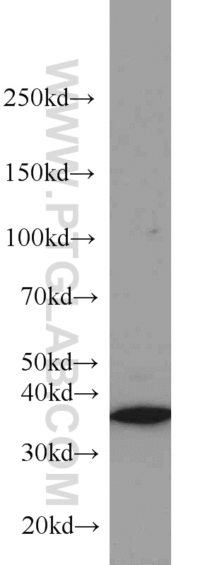 WB analysis of A549 using 18736-1-AP