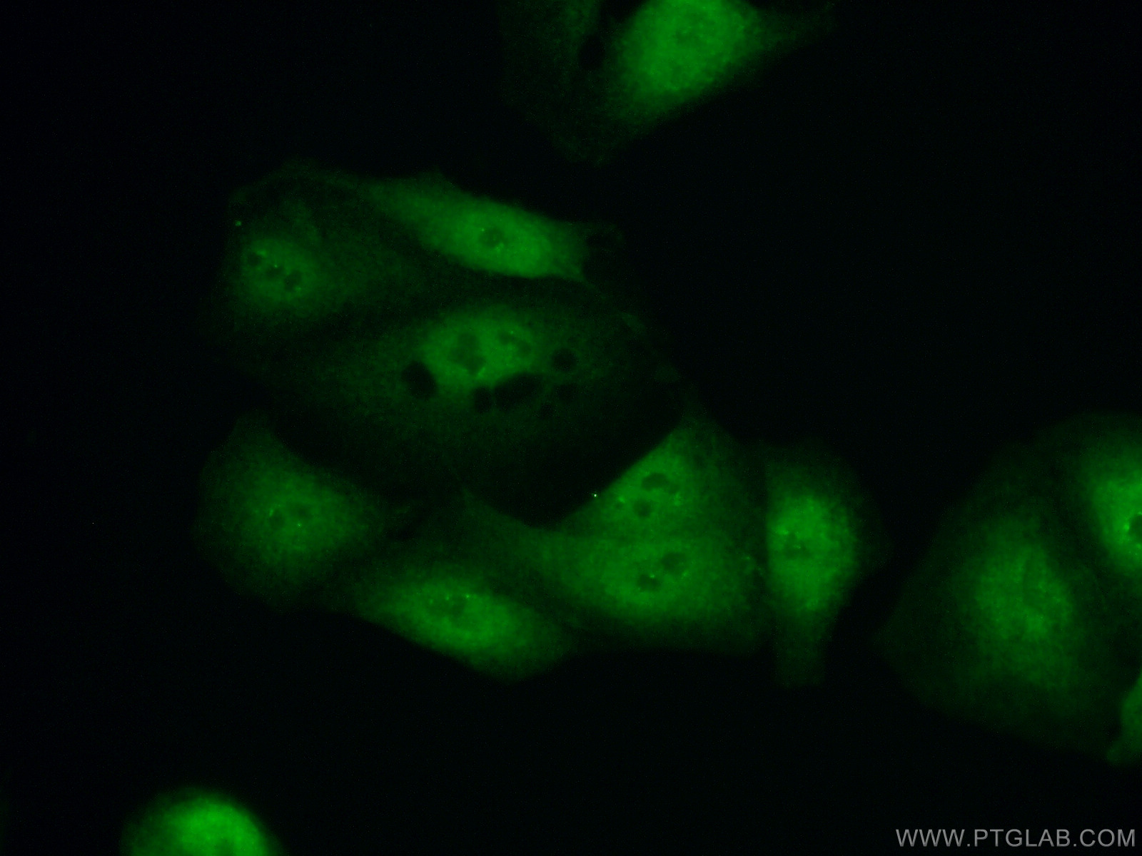 IF Staining of A549 using 23520-1-AP (same clone as 23520-1-PBS)