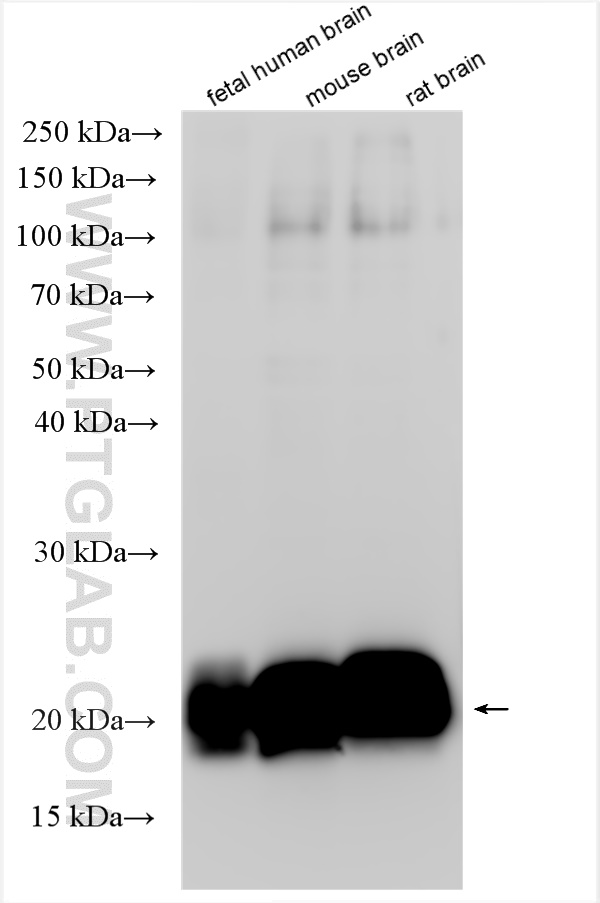 WB analysis using 12470-1-AP