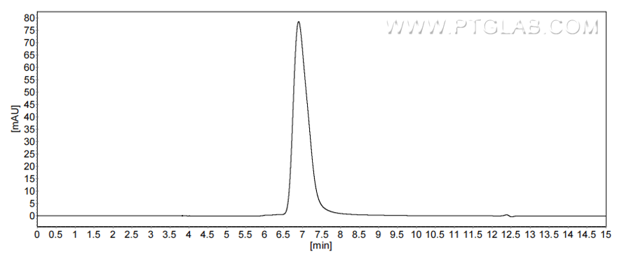 The purity of Mouse Lumican was greater than 90% as determined by SEC-HPLC.