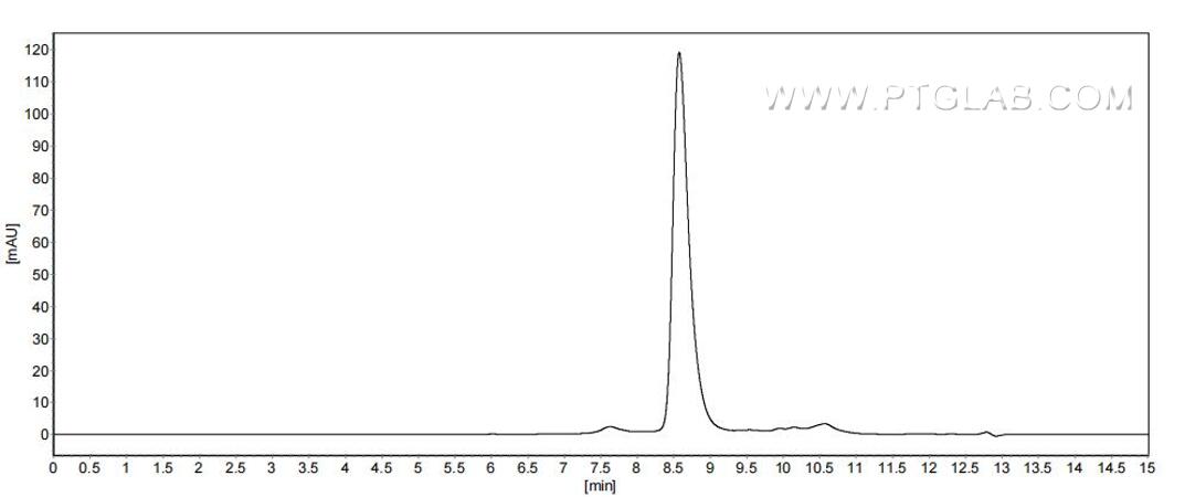 The purity of Mouse IL-28A was greater than 90% as determined by SEC-HPLC.