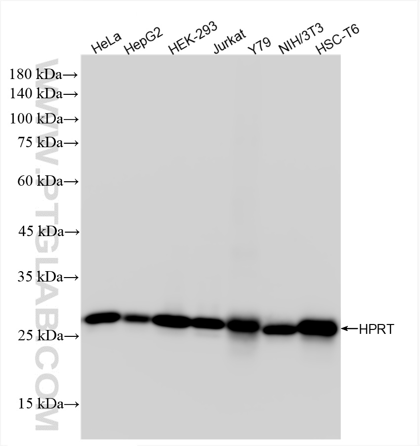 WB analysis using 86049-1-RR (same clone as 86049-1-PBS)