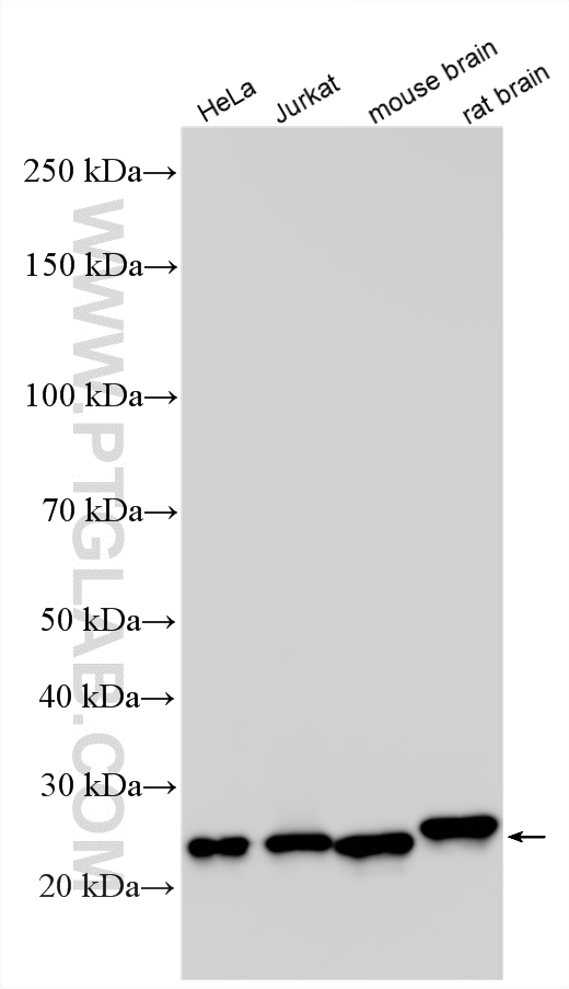 WB analysis using RMX00095 WB analysis using RMX00095