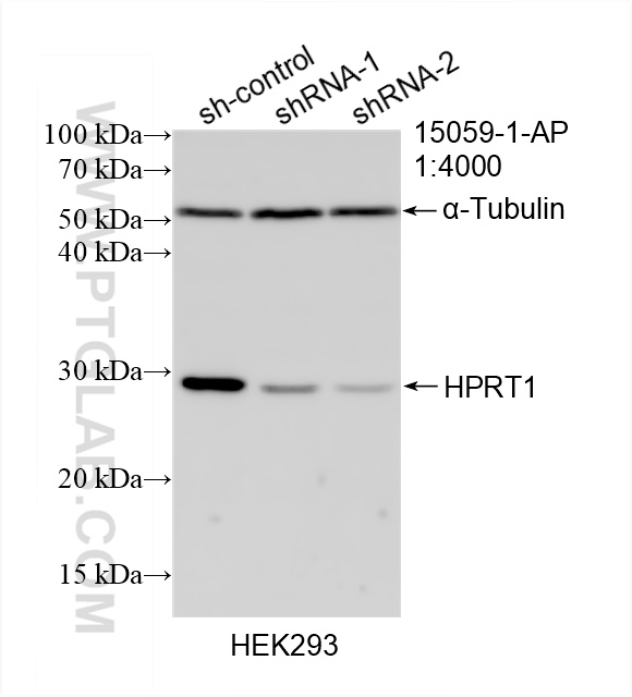 WB analysis of HEK-293 using 15059-1-AP