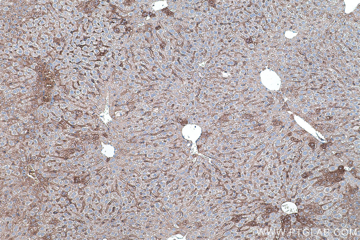 IHC staining of mouse liver using 67518-1-Ig (same clone as 67518-1-PBS)