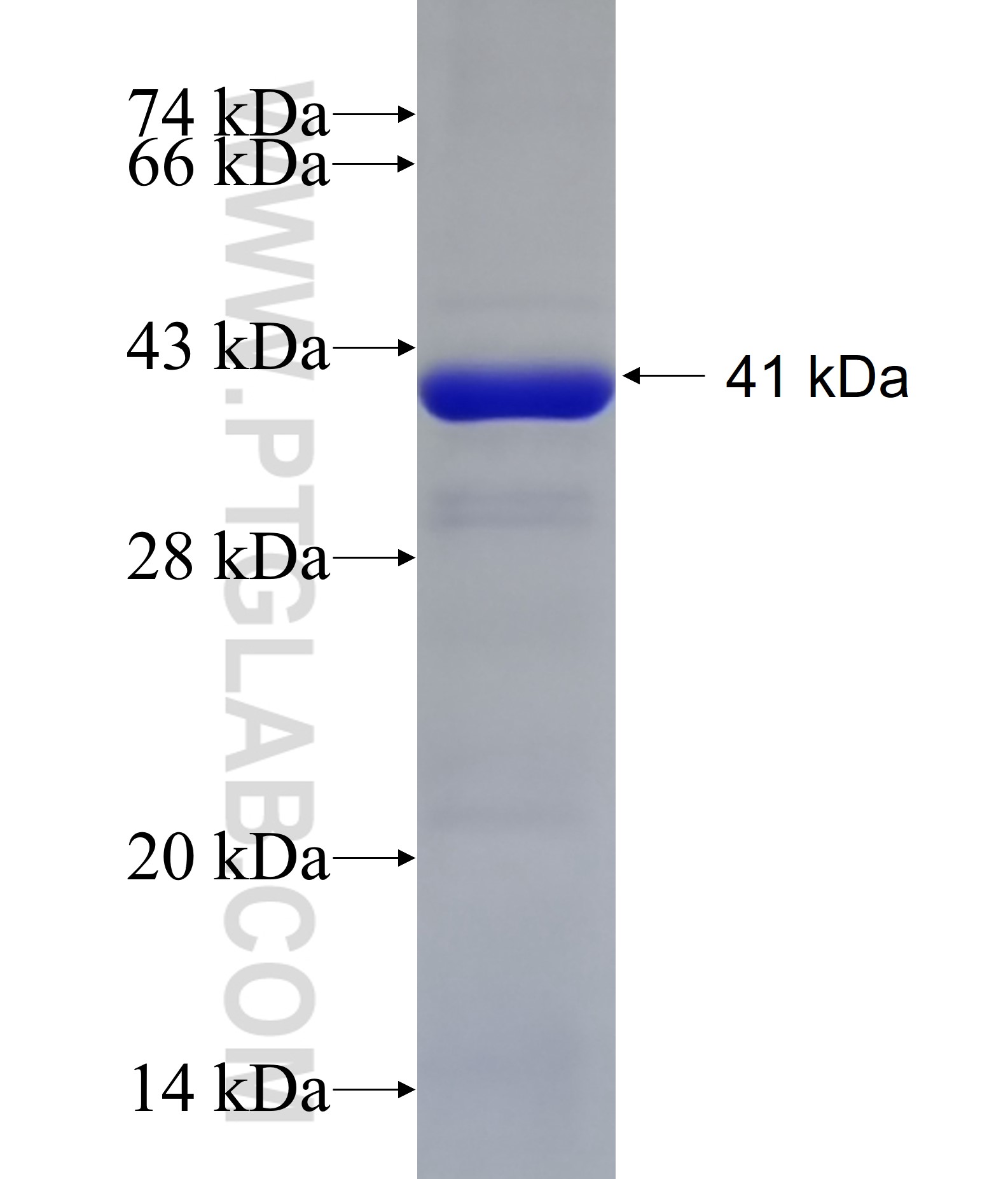 HPS1 fusion protein Ag8111 SDS-PAGE