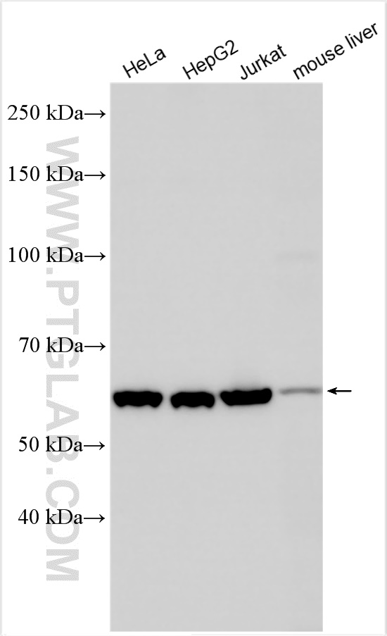 WB analysis using 24529-1-AP