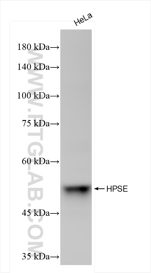 WB analysis of HeLa using 84562-1-RR