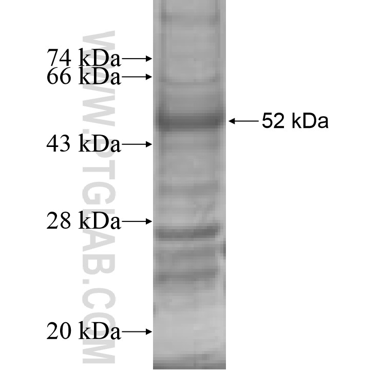 HPX fusion protein Ag8533 SDS-PAGE