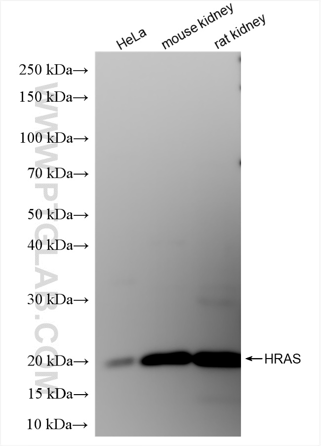 WB analysis using 15531-1-AP