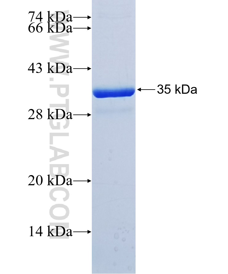 HRNR fusion protein Ag37573 SDS-PAGE