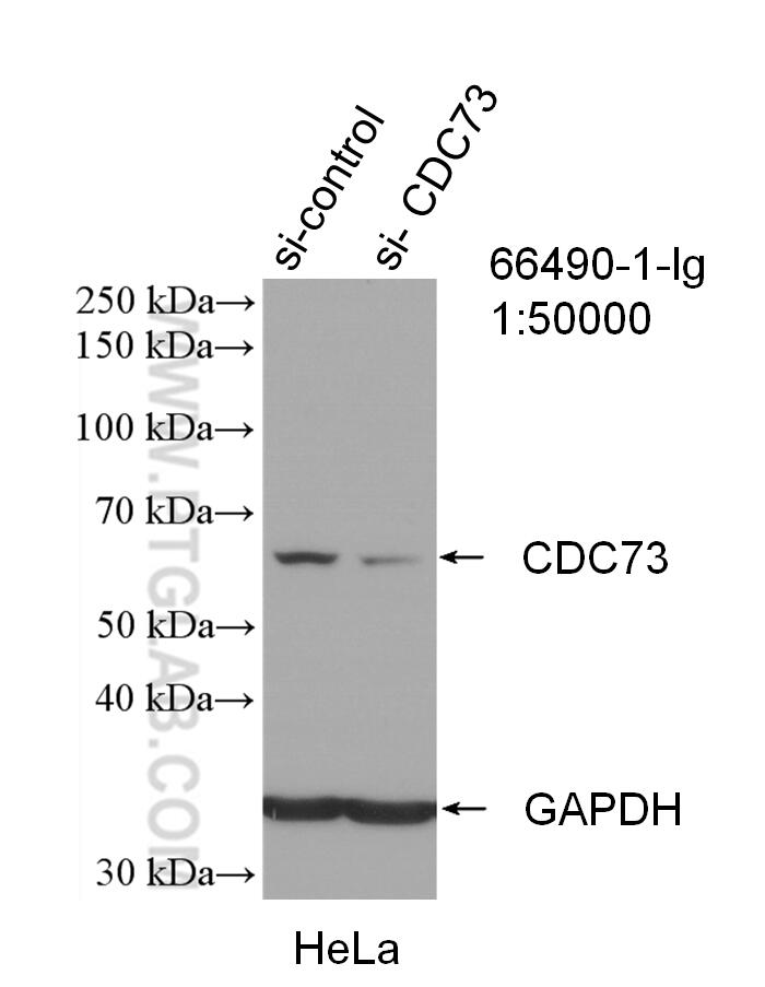 WB analysis of HeLa using 66490-1-Ig