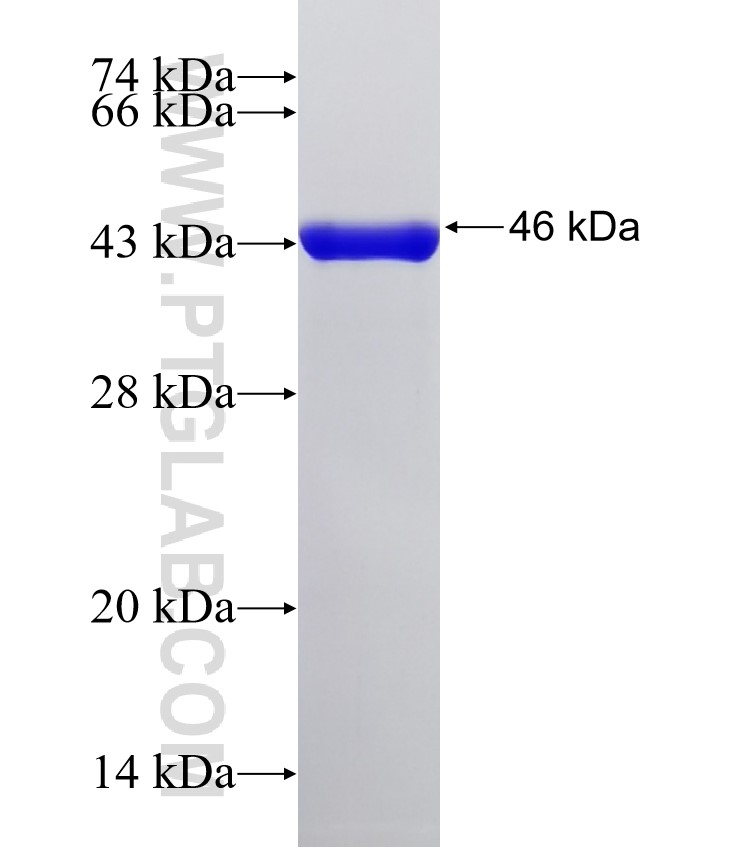 HRV3C fusion protein Ag32656 SDS-PAGE