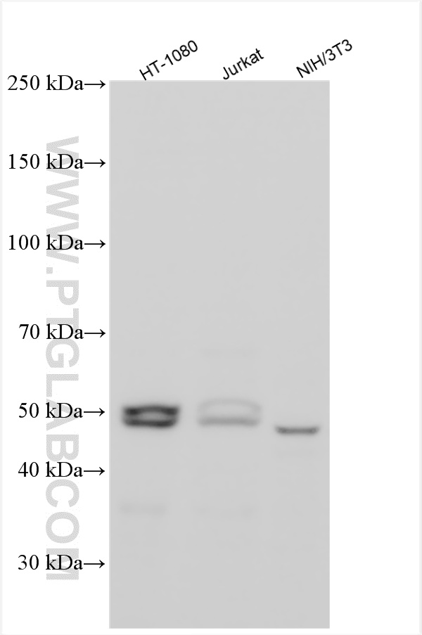 WB analysis using 12845-1-AP