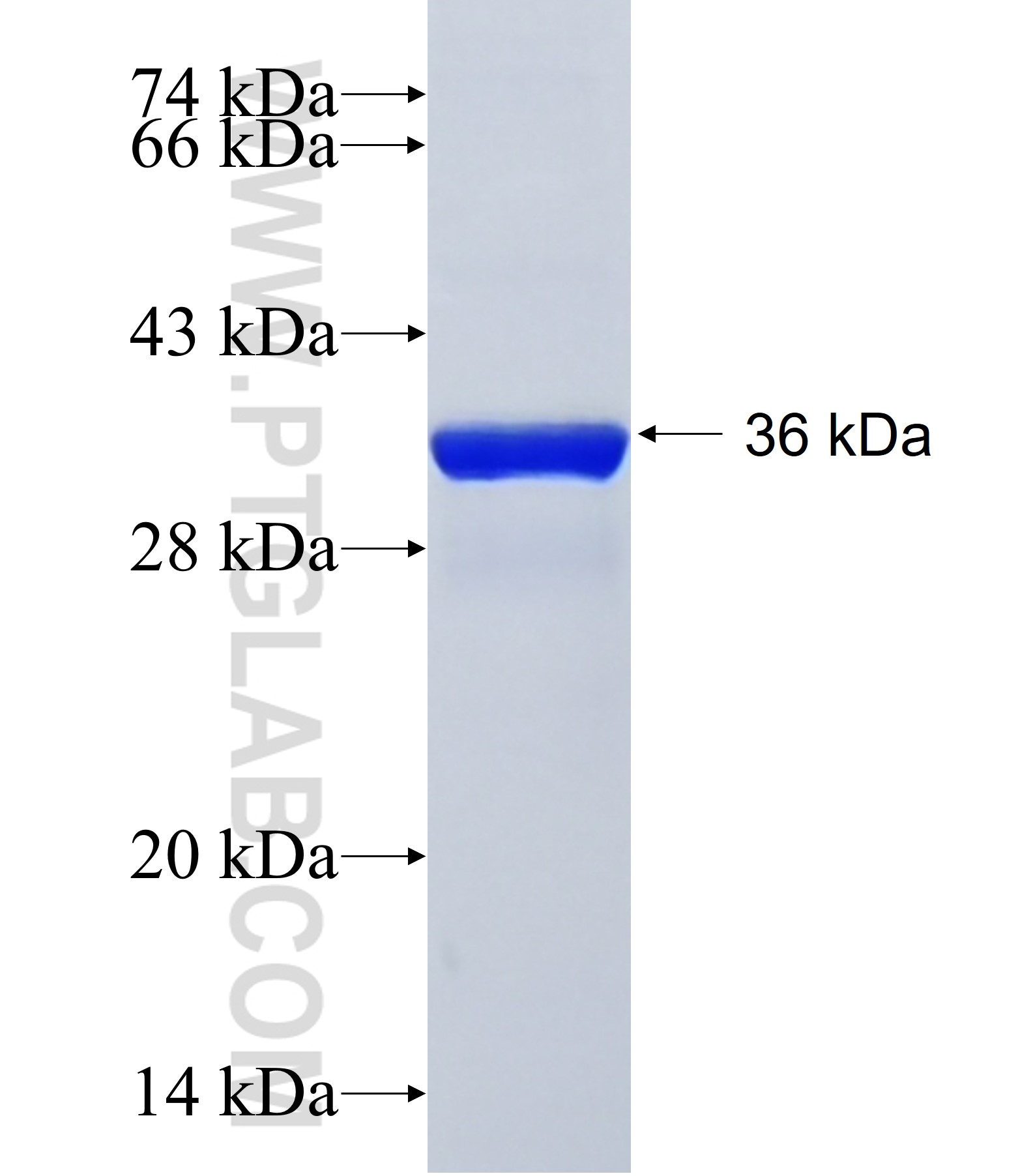 HS3ST2 fusion protein Ag41489 SDS-PAGE HS3ST2 fusion protein Ag41489 SDS-PAGE