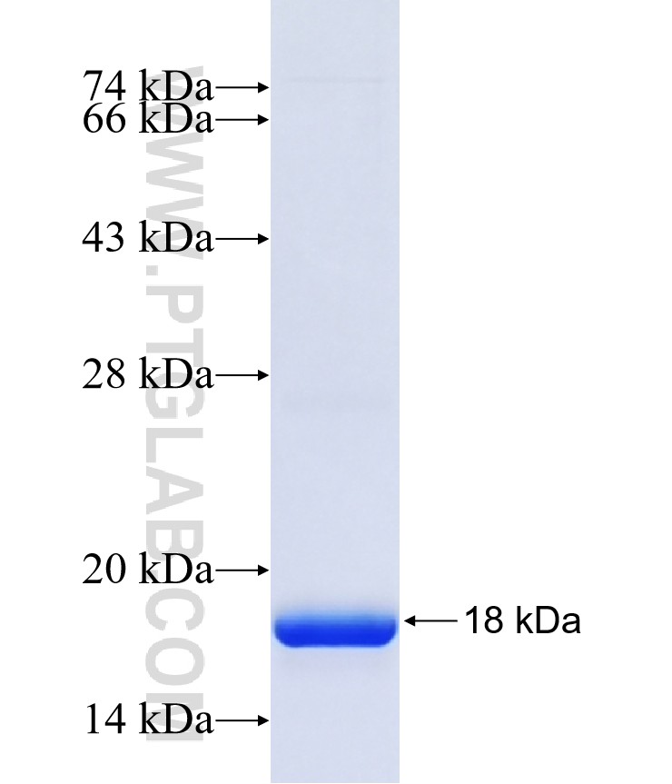 HS3ST2 fusion protein Ag41494 SDS-PAGE