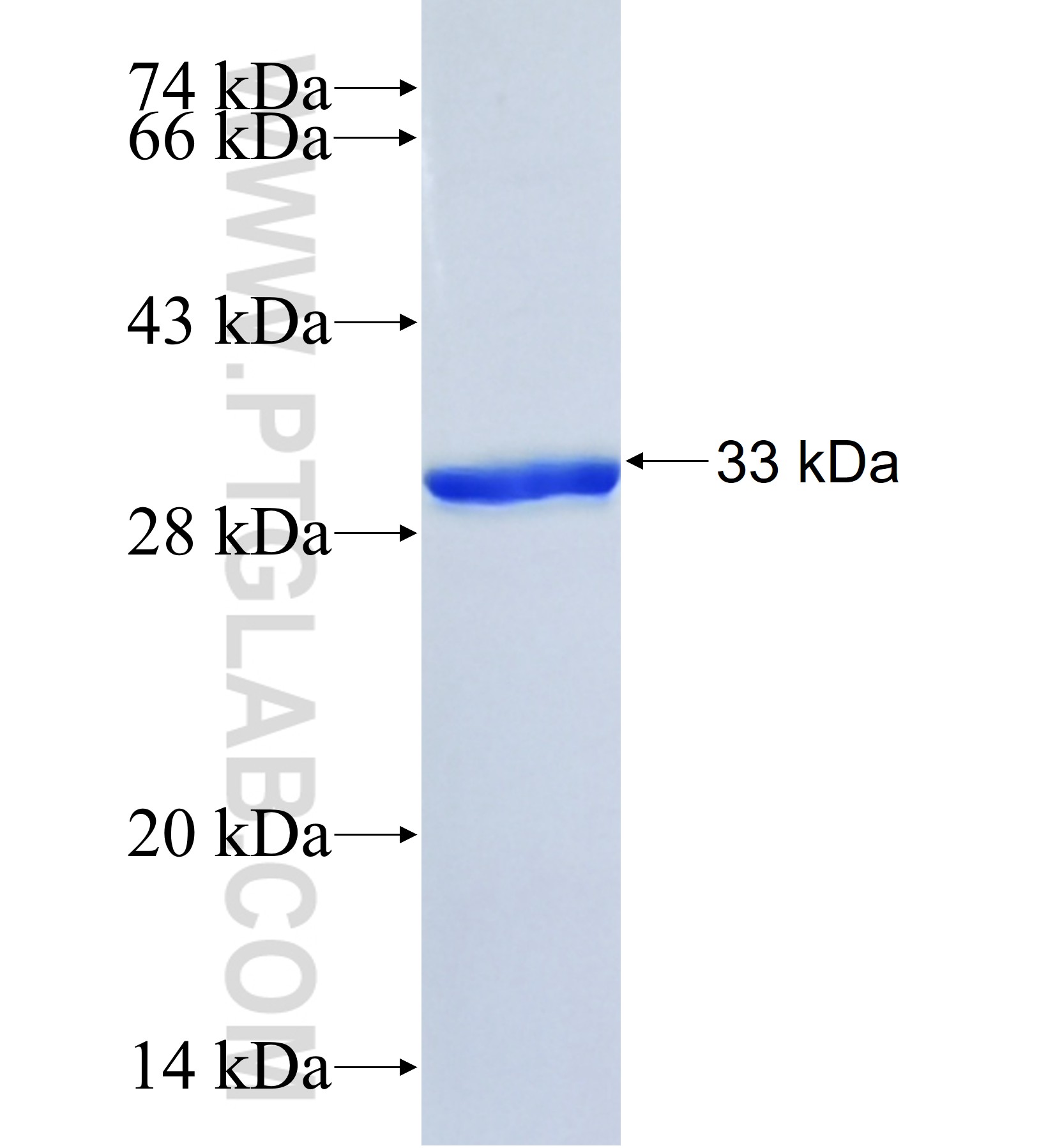 HS6ST1 fusion protein Ag41965 SDS-PAGE HS6ST1 fusion protein Ag41965 SDS-PAGE