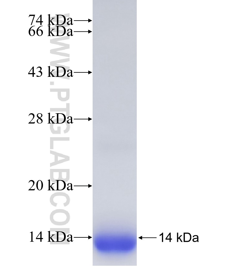 HSBP1 fusion protein Ag33576 SDS-PAGE HSBP1 fusion protein Ag33576 SDS-PAGE