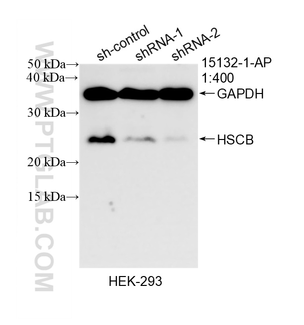 WB analysis of HEK-293 using 15132-1-AP WB analysis of HEK-293 using 15132-1-AP