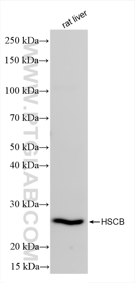 WB analysis of rat liver using 85185-4-RR