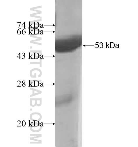 HSCB fusion protein Ag7268 SDS-PAGE