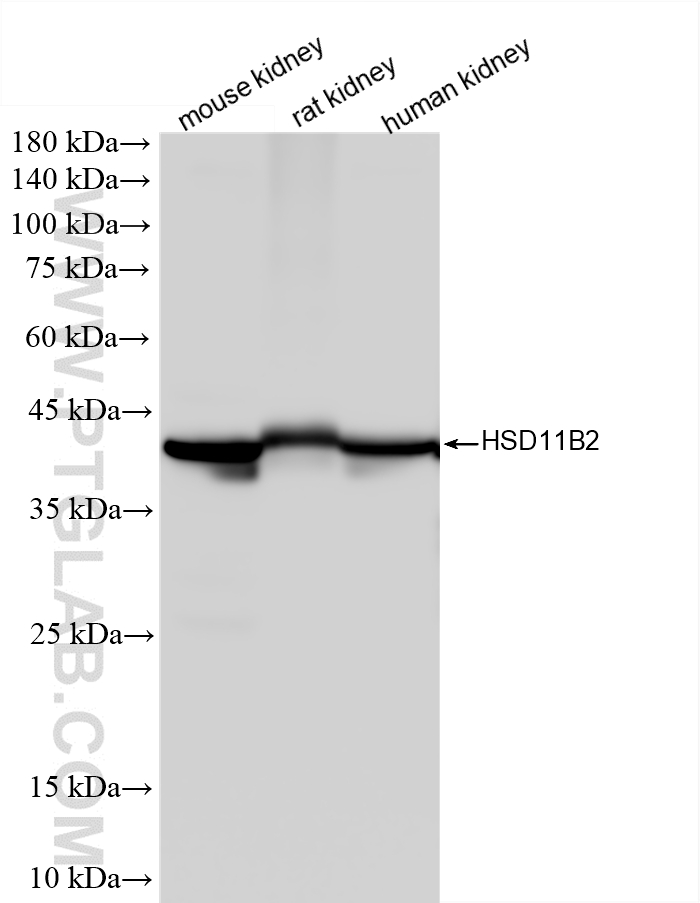 WB analysis using 87244-1-RR (same clone as 87244-1-PBS) WB analysis using 87244-1-RR (same clone as 87244-1-PBS)