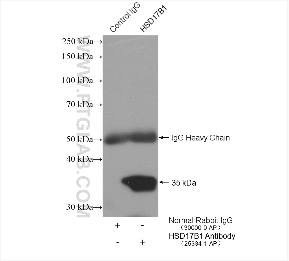 IP experiment of human placenta using 25334-1-AP