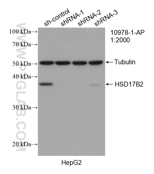 WB analysis of HepG2 using 10978-1-AP