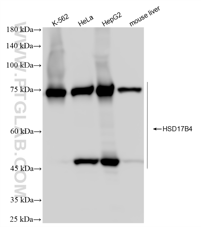 Various lysates were subjected to SDS PAGE followed by western blot with <a class='green' href='/productredirect?CatalogNo=86334-2-RR' target='_blank'>86334-2-RR</a> (HSD17B4 antibody) at dilution of 1:10000 incubated at room temperature for 1.5 hours. This data was developed using the same antibody clone with 86334-2-PBS in a different storage buffer formulation. WB analysis using 86334-2-RR (same clone as 86334-2-PBS)