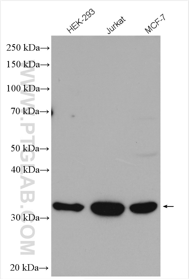 WB analysis using 14854-1-AP